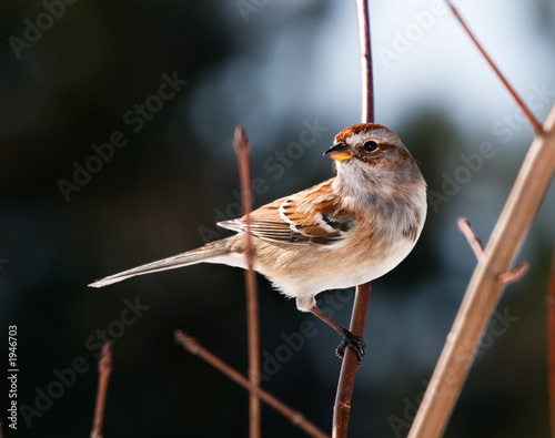 sparrow