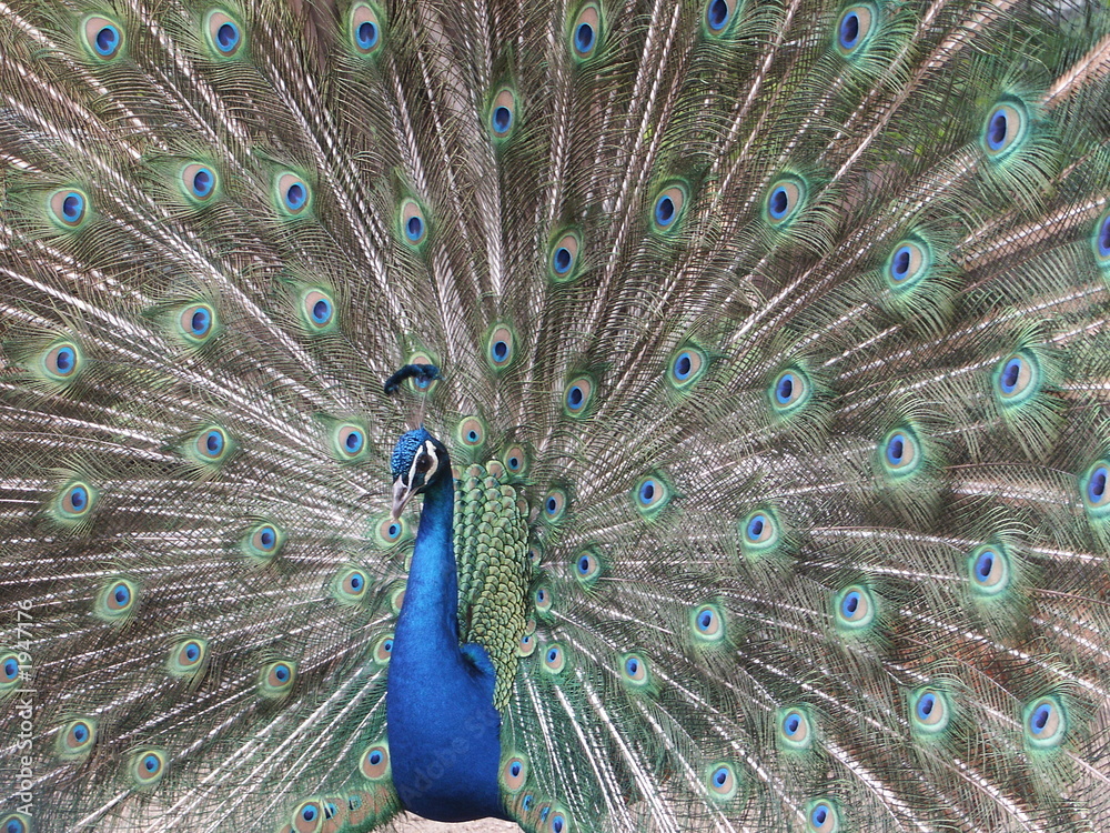 Naklejka premium pfau