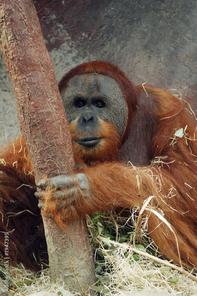 Obraz premium orangutan, pongo pygmaeus abelii