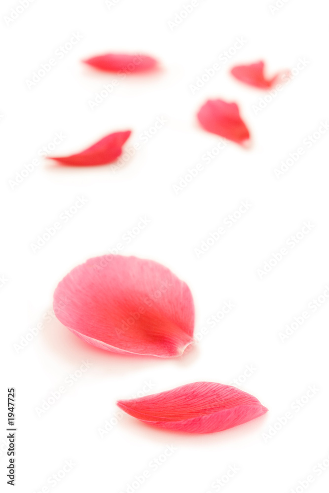 fallen petals fallen petals