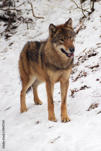 gray wolf in a winter