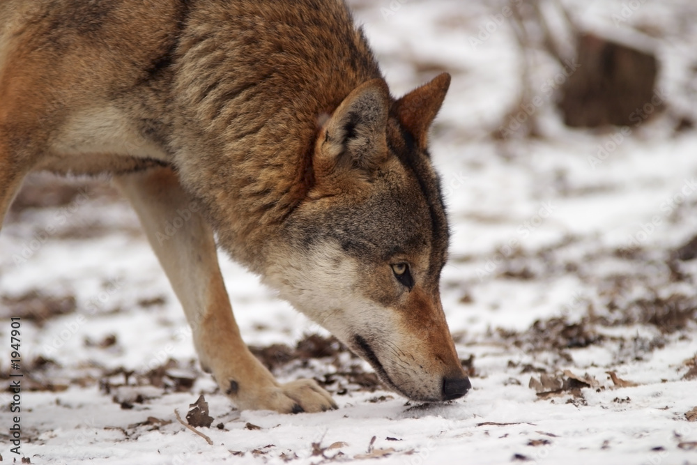 Naklejka premium gray wolf in a winter