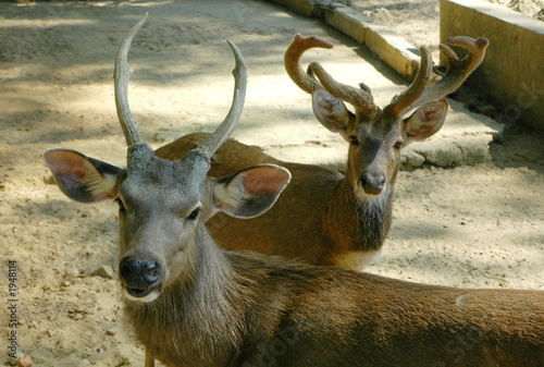 Fototapeta Naklejka Na Ścianę i Meble -  two deers