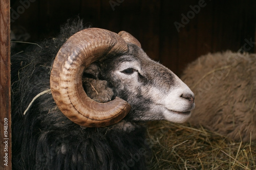 sheep, gotland sheep - ram