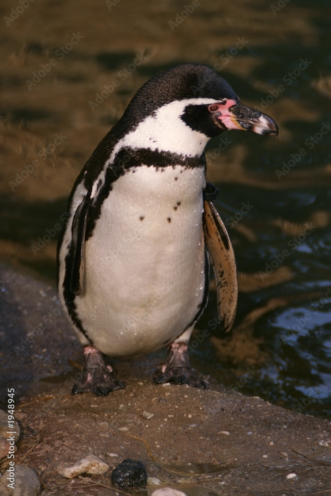 Fototapeta premium humboldt penguin, sphenicus humboldti