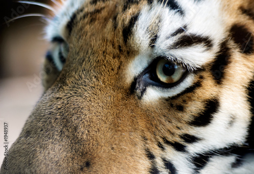 beautiful tiger © Eric Gevaert