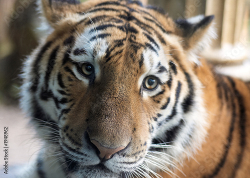 Fototapeta Naklejka Na Ścianę i Meble -  beautiful tiger
