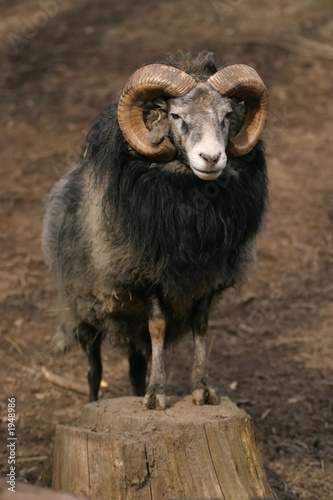sheep, gotland sheep - ram
