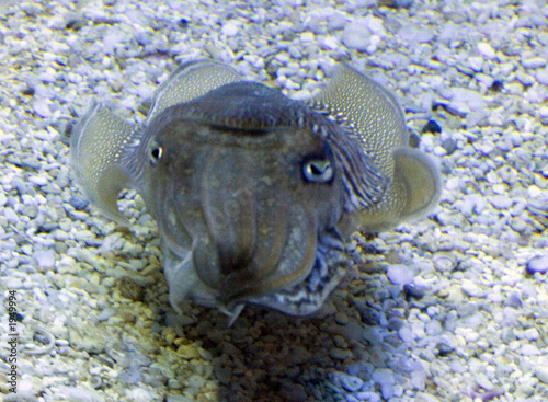 cuttlefish 2 photo