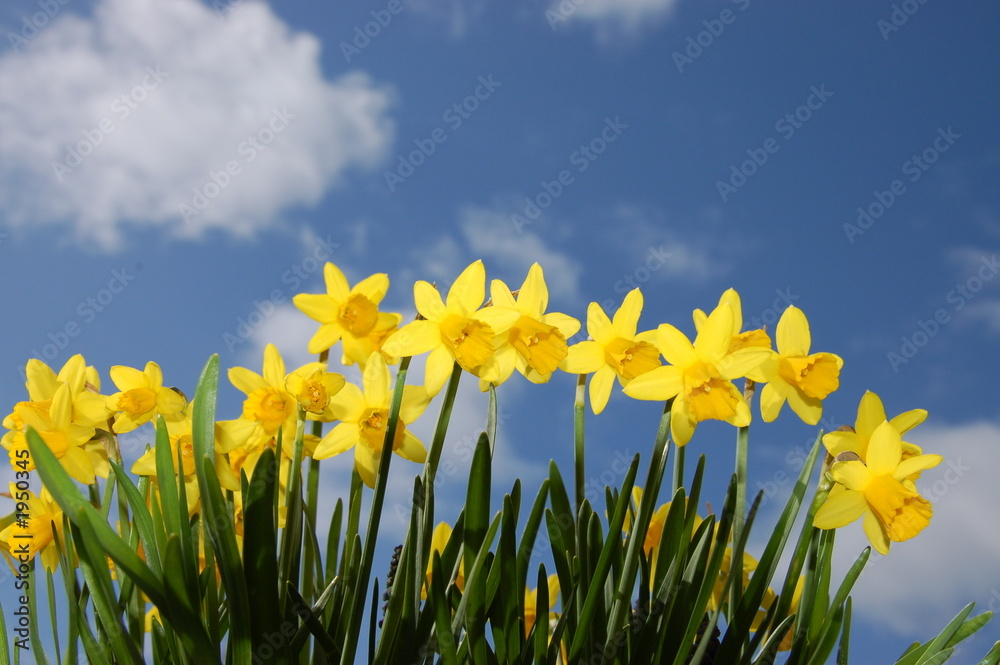 Fototapeta premium affodil flowers on a blue sky