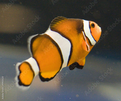 clown fish