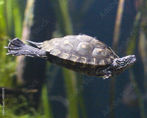 turtle 6