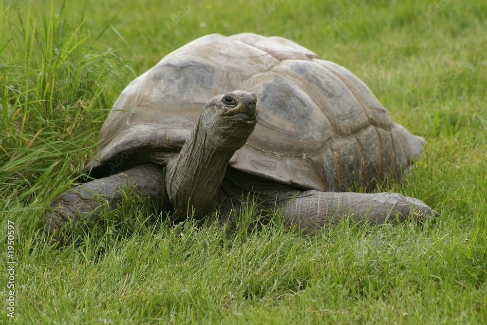Fototapeta premium giant tortoise