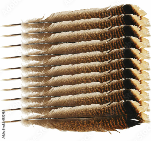 wild turkey feathers