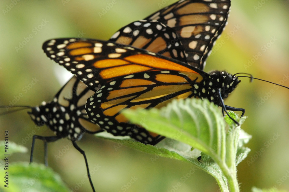 mating monarchs mating monarchs