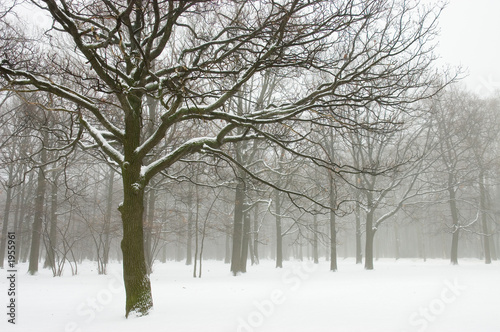 misty winter trees landscape © Romanchuck