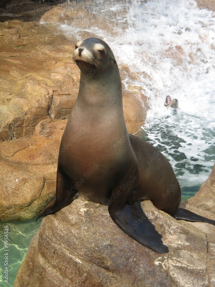 Naklejka premium loup de mer