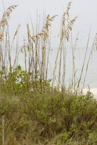 sea oats