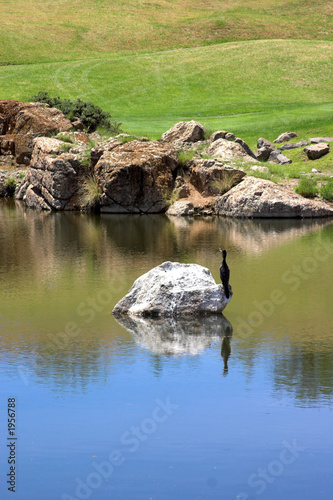 bird sitting on the rock on the golf course.