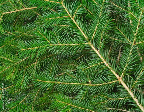 fir background