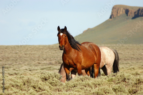 wild horses and pilot butte