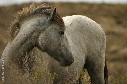 wild colt posing