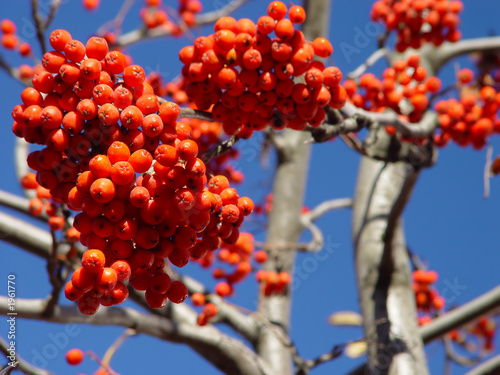 Photography the ash-berry is ripe