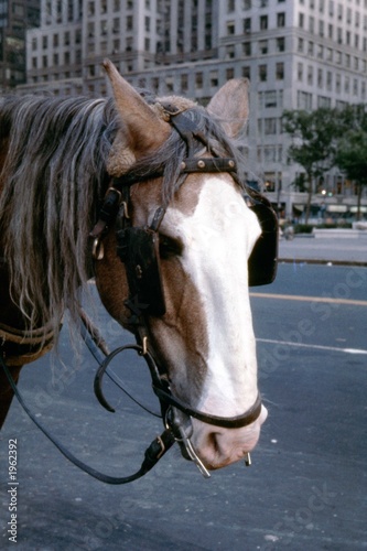 Фотография hansom cab horse