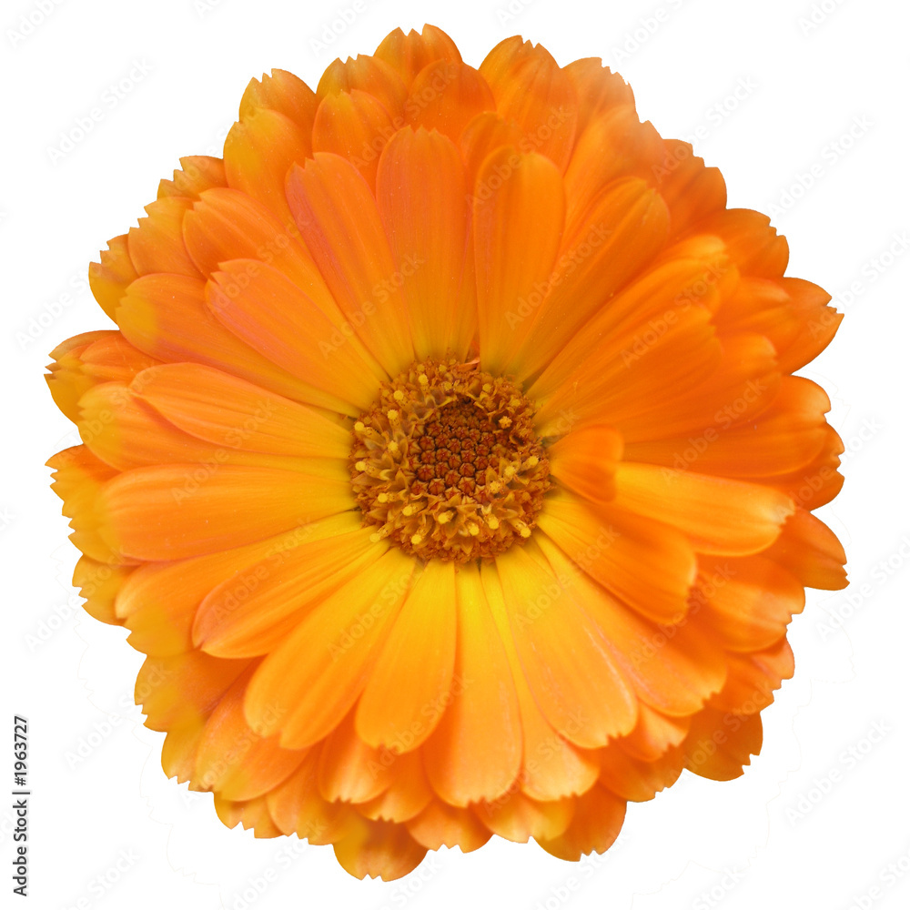 everlasting, bloom everlasting, bloom