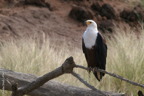 Photography fish eagle