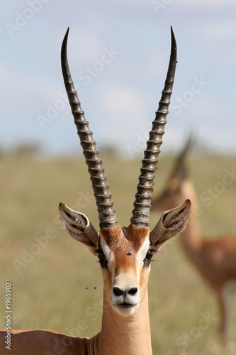 grant gazelle photo