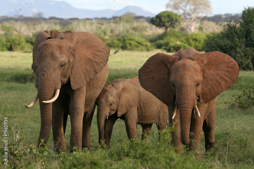african elephants