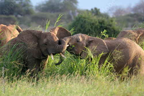 elephant bulls