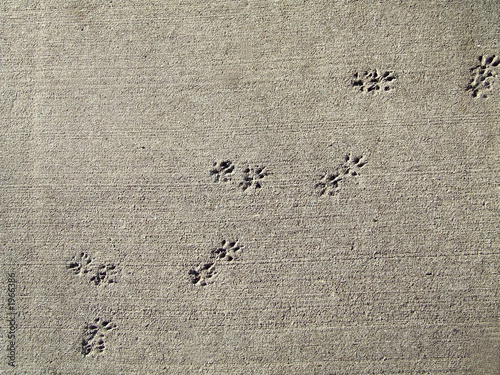 animal tracks in the cement