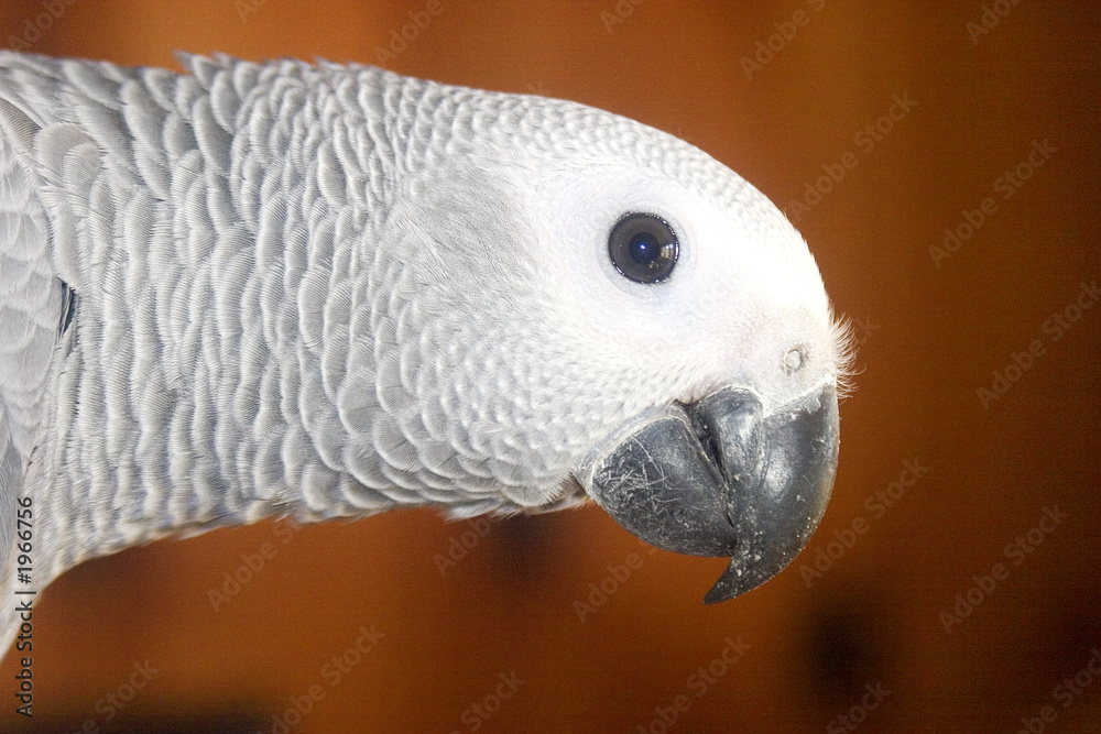 Obraz premium horizontal parrot