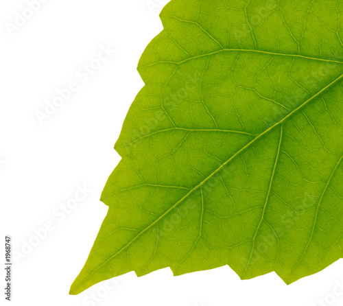 green leaf