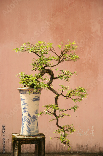 vietnam - bonzai sur fond delavé