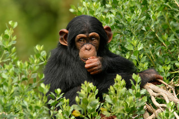 Fotobehang Aap Chimpansee in tropisch regenwoud  © Ronnie Howard