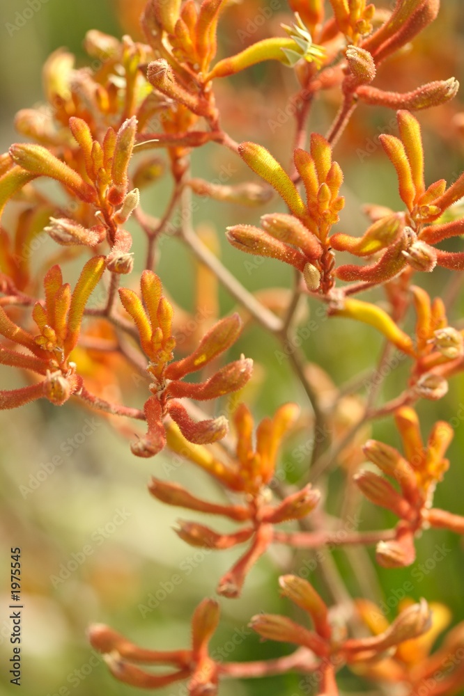 Fototapeta premium kangaroo paws