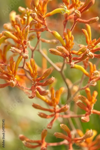 kangaroo paws