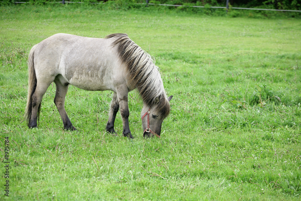 Obraz premium danish horses 01