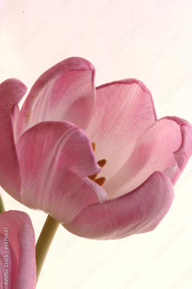the pink tulips the pink tulips