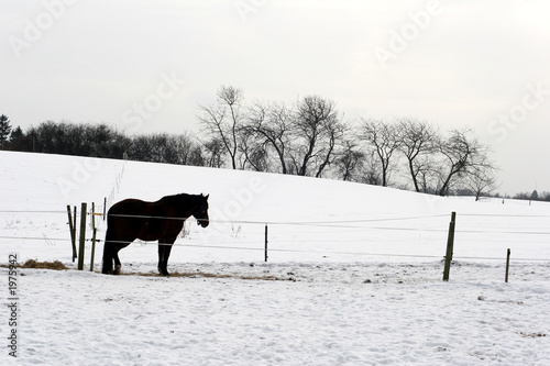 winter horses denmak