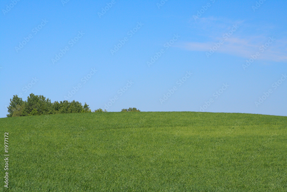 Fototapeta premium bright meadow