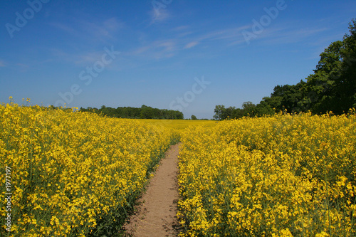 canola field
