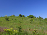 meadow on a hill