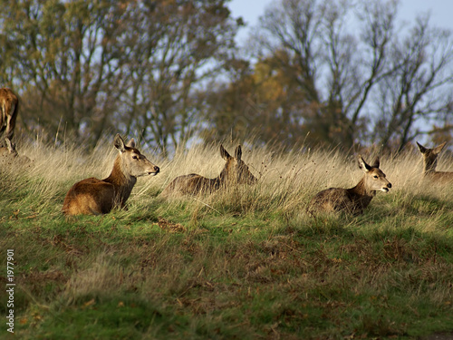 group of reindeer