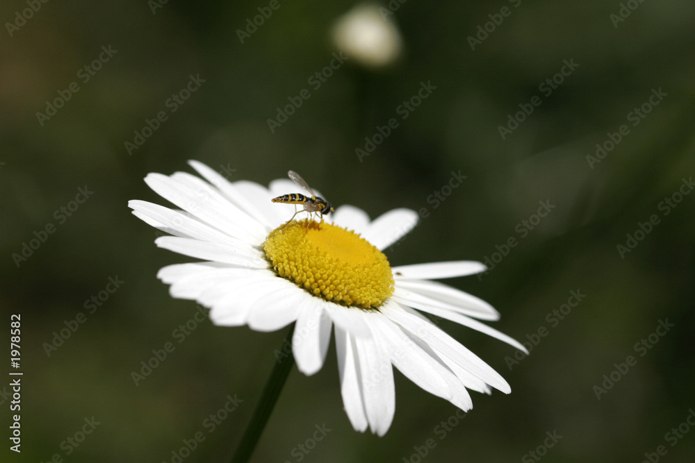 insecte sur fleur insecte sur fleur