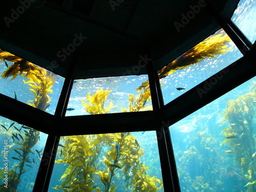 kelp at aquarium
