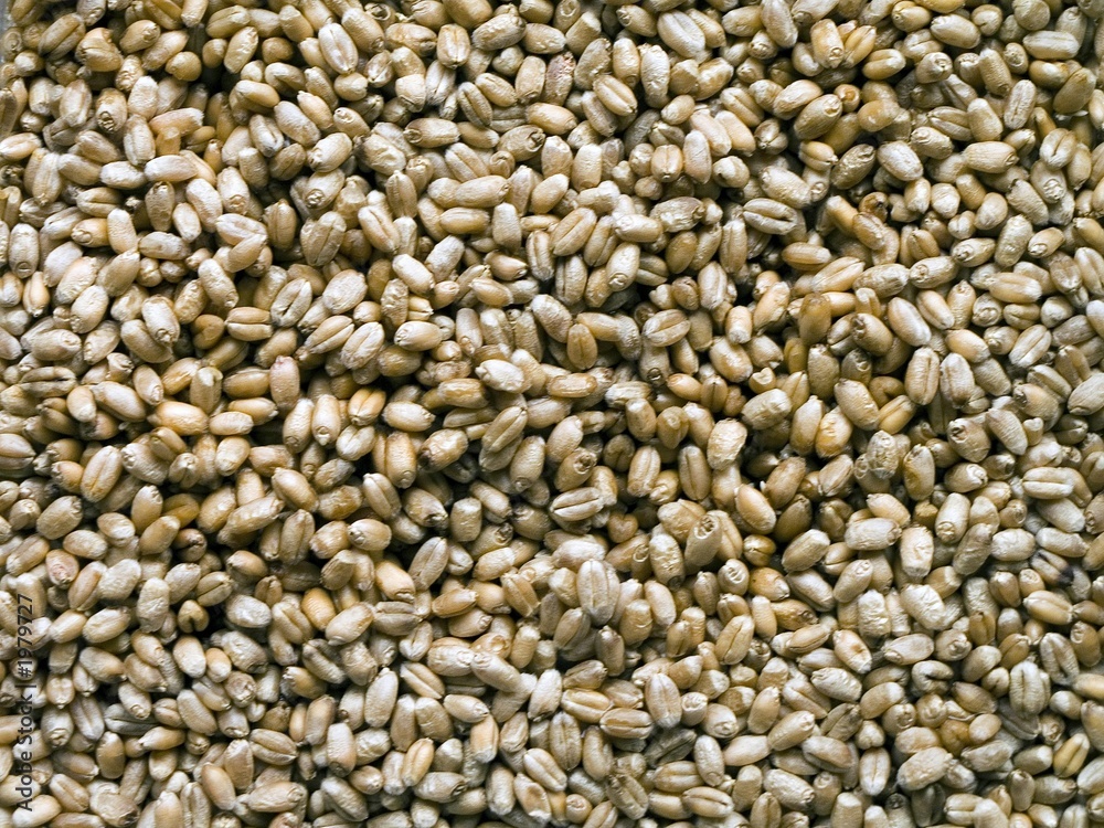 Fototapeta premium wheat